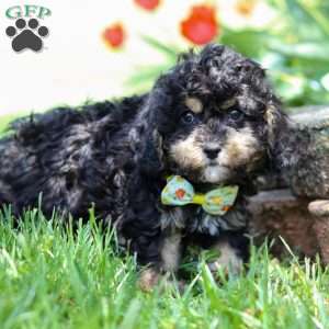 Brody, Cavapoo Puppy